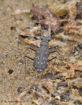 Cicindela trifasciata